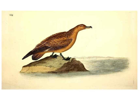 Reproducción/Reproduction 49531733176: The natural history of British birds, or, A selection of the most rare, beautiful and interesting birds which inhabit this country :. London :Printed for the author, and for F. and C. Rivington ...,1794[-1819]. 