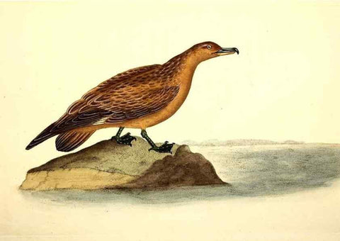Reproducción/Reproduction 49531733176: The natural history of British birds, or, A selection of the most rare, beautiful and interesting birds which inhabit this country :. London :Printed for the author, and for F. and C. Rivington ...,1794[-1819]. 