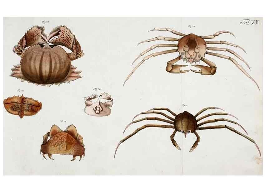 Reproducción/Reproduction 49534033256: Versuch einer Naturgeschichte der Krabben und Krebse :. Berlin ;Bei Gottlieb August Lange,1782-1804.. 
