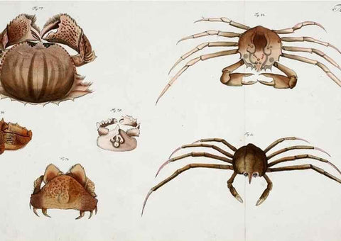 Reproducción/Reproduction 49534033256: Versuch einer Naturgeschichte der Krabben und Krebse :. Berlin ;Bei Gottlieb August Lange,1782-1804.. 