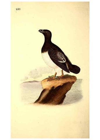 Reproducción/Reproduction 49531733446: The natural history of British birds, or, A selection of the most rare, beautiful and interesting birds which inhabit this country :. London :Printed for the author, and for F. and C. Rivington ...,1794[-1819]. 
