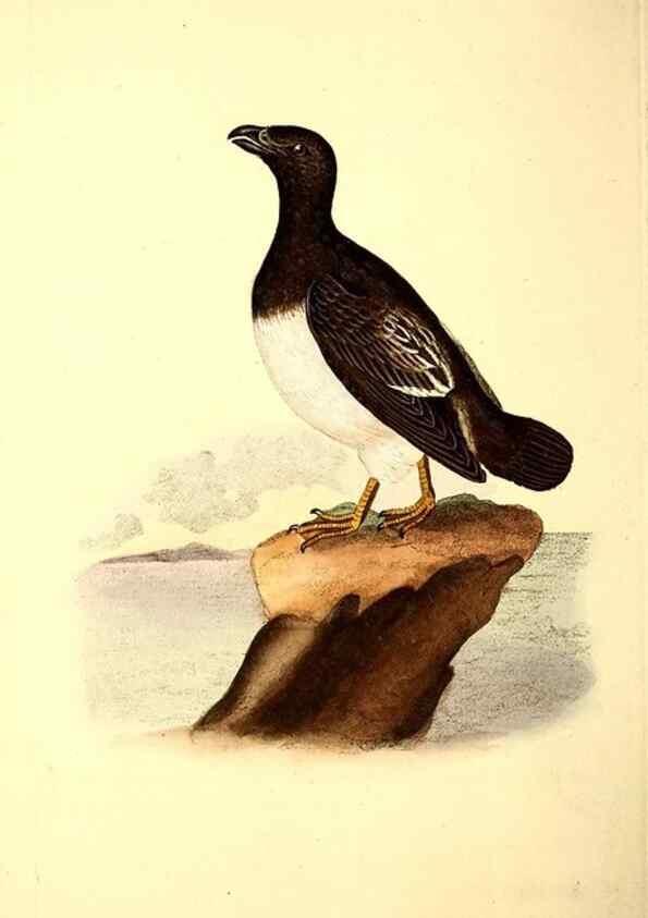 Reproducción/Reproduction 49531733446: The natural history of British birds, or, A selection of the most rare, beautiful and interesting birds which inhabit this country :. London :Printed for the author, and for F. and C. Rivington ...,1794[-1819]. 