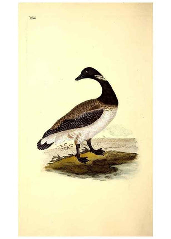 Reproducción/Reproduction 49531734051: The natural history of British birds, or, A selection of the most rare, beautiful and interesting birds which inhabit this country :. London :Printed for the author, and for F. and C. Rivington ...,1794[-1819]. 