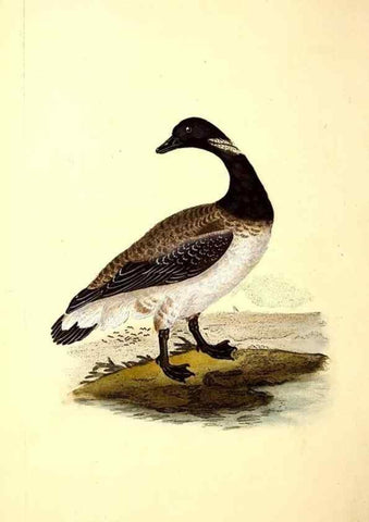Reproducción/Reproduction 49531734051: The natural history of British birds, or, A selection of the most rare, beautiful and interesting birds which inhabit this country :. London :Printed for the author, and for F. and C. Rivington ...,1794[-1819]. 