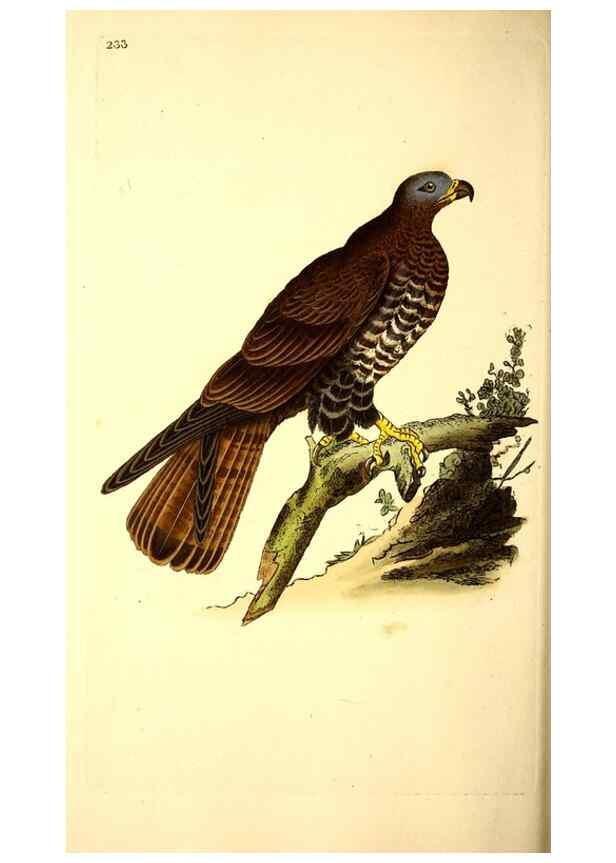 Reproducción/Reproduction 49531957432: The natural history of British birds, or, A selection of the most rare, beautiful and interesting birds which inhabit this country :. London :Printed for the author, and for F. and C. Rivington ...,1794[-1819]. 