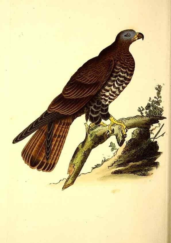 Reproducción/Reproduction 49531957432: The natural history of British birds, or, A selection of the most rare, beautiful and interesting birds which inhabit this country :. London :Printed for the author, and for F. and C. Rivington ...,1794[-1819]. 