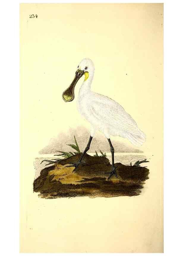 Reproducción/Reproduction 49531231138: The natural history of British birds, or, A selection of the most rare, beautiful and interesting birds which inhabit this country :. London :Printed for the author, and for F. and C. Rivington ...,1794[-1819]. 