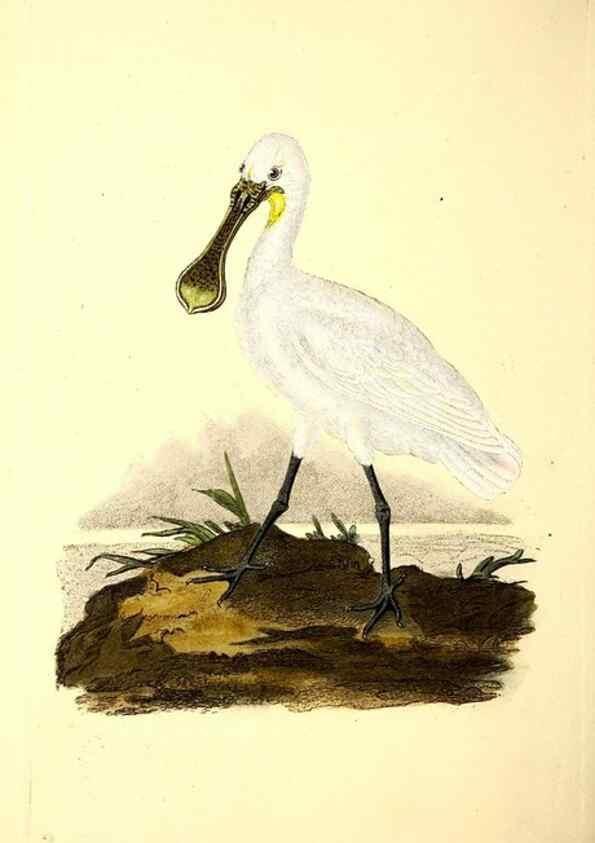 Reproducción/Reproduction 49531231138: The natural history of British birds, or, A selection of the most rare, beautiful and interesting birds which inhabit this country :. London :Printed for the author, and for F. and C. Rivington ...,1794[-1819]. 