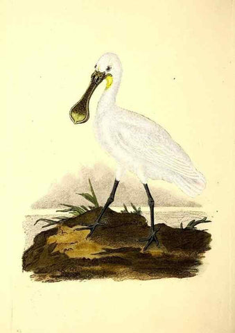 Reproducción/Reproduction 49531231138: The natural history of British birds, or, A selection of the most rare, beautiful and interesting birds which inhabit this country :. London :Printed for the author, and for F. and C. Rivington ...,1794[-1819]. 