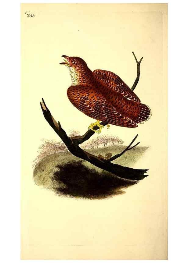 Reproducción/Reproduction 49531231413: The natural history of British birds, or, A selection of the most rare, beautiful and interesting birds which inhabit this country :. London :Printed for the author, and for F. and C. Rivington ...,1794[-1819]. 