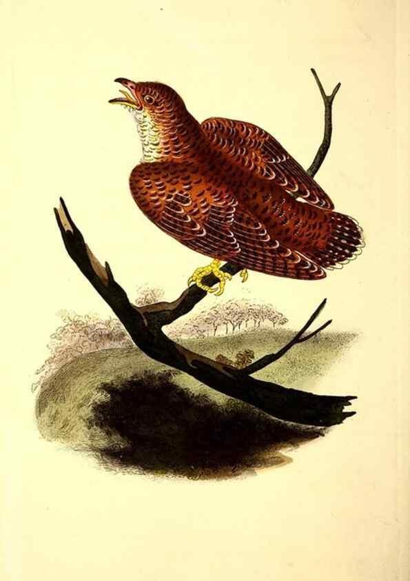 Reproducción/Reproduction 49531231413: The natural history of British birds, or, A selection of the most rare, beautiful and interesting birds which inhabit this country :. London :Printed for the author, and for F. and C. Rivington ...,1794[-1819]. 