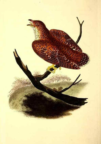 Reproducción/Reproduction 49531231413: The natural history of British birds, or, A selection of the most rare, beautiful and interesting birds which inhabit this country :. London :Printed for the author, and for F. and C. Rivington ...,1794[-1819]. 