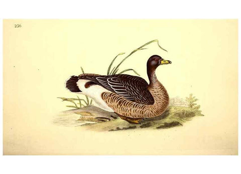 Reproducción/Reproduction 49531231703: The natural history of British birds, or, A selection of the most rare, beautiful and interesting birds which inhabit this country :. London :Printed for the author, and for F. and C. Rivington ...,1794[-1819]. 