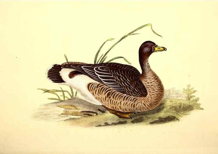Reproducción/Reproduction 49531231703: The natural history of British birds, or, A selection of the most rare, beautiful and interesting birds which inhabit this country :. London :Printed for the author, and for F. and C. Rivington ...,1794[-1819]. 