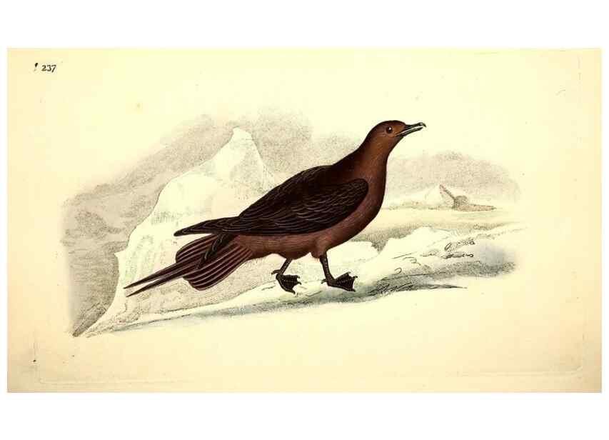 Reproducción/Reproduction 49531231983: The natural history of British birds, or, A selection of the most rare, beautiful and interesting birds which inhabit this country :. London :Printed for the author, and for F. and C. Rivington ...,1794[-1819]. 