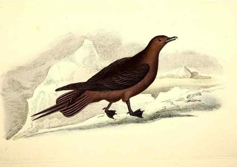 Reproducción/Reproduction 49531231983: The natural history of British birds, or, A selection of the most rare, beautiful and interesting birds which inhabit this country :. London :Printed for the author, and for F. and C. Rivington ...,1794[-1819]. 