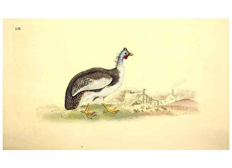 Reproducción/Reproduction 49531735986: The natural history of British birds, or, A selection of the most rare, beautiful and interesting birds which inhabit this country :. London :Printed for the author, and for F. and C. Rivington ...,1794[-1819]. 