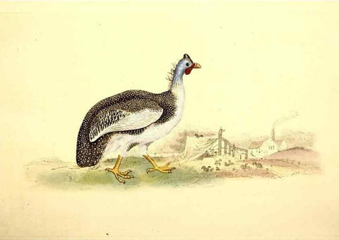 Reproducción/Reproduction 49531735986: The natural history of British birds, or, A selection of the most rare, beautiful and interesting birds which inhabit this country :. London :Printed for the author, and for F. and C. Rivington ...,1794[-1819]. 