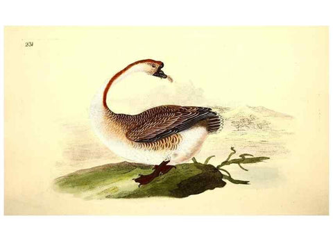 Reproducción/Reproduction 49531733731: The natural history of British birds, or, A selection of the most rare, beautiful and interesting birds which inhabit this country :. London :Printed for the author, and for F. and C. Rivington ...,1794[-1819]. 