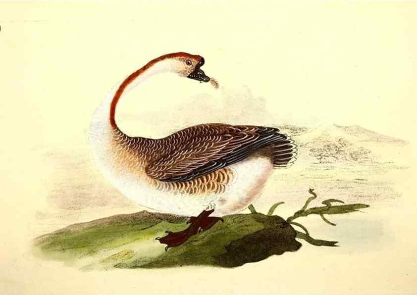 Reproducción/Reproduction 49531733731: The natural history of British birds, or, A selection of the most rare, beautiful and interesting birds which inhabit this country :. London :Printed for the author, and for F. and C. Rivington ...,1794[-1819]. 