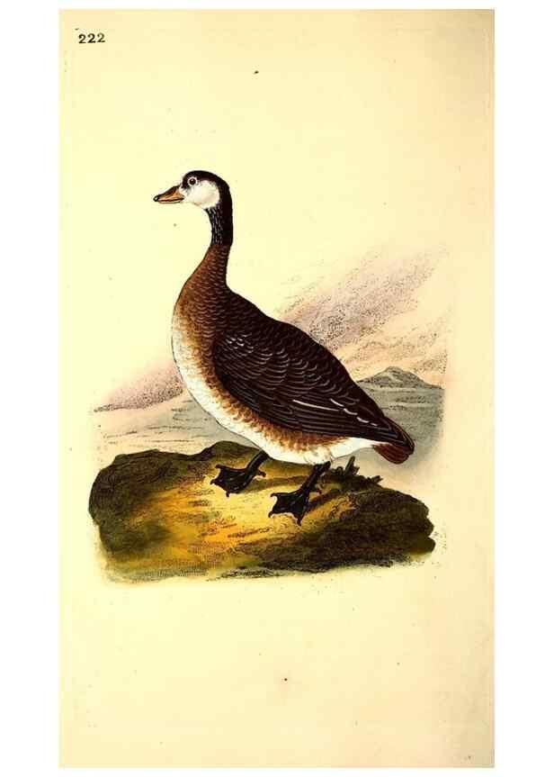 Reproducción/Reproduction 49531731561: The natural history of British birds, or, A selection of the most rare, beautiful and interesting birds which inhabit this country :. London :Printed for the author, and for F. and C. Rivington ...,1794[-1819]. 