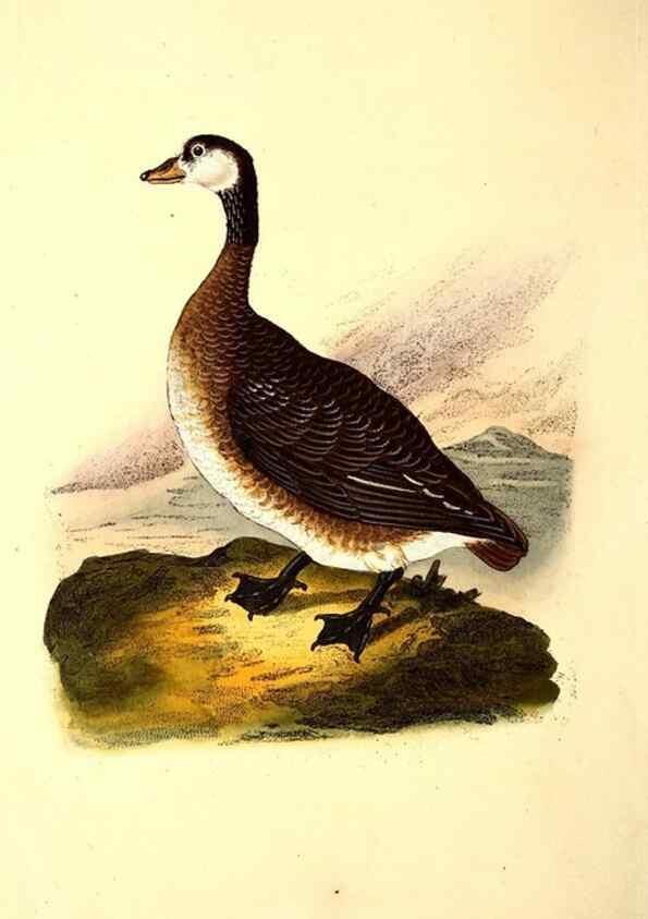 Reproducción/Reproduction 49531731561: The natural history of British birds, or, A selection of the most rare, beautiful and interesting birds which inhabit this country :. London :Printed for the author, and for F. and C. Rivington ...,1794[-1819]. 