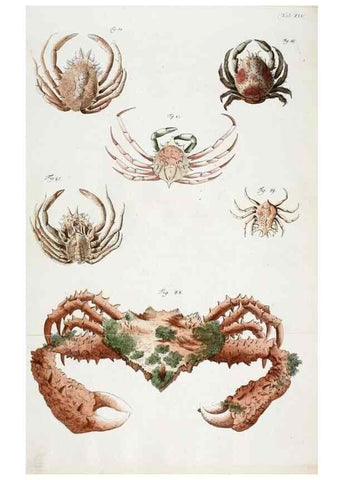 Reproducción/Reproduction 49533539268: Versuch einer Naturgeschichte der Krabben und Krebse :. Berlin ;Bei Gottlieb August Lange,1782-1804.. 