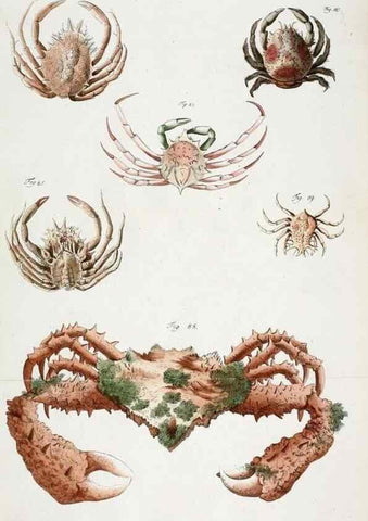Reproducción/Reproduction 49533539268: Versuch einer Naturgeschichte der Krabben und Krebse :. Berlin ;Bei Gottlieb August Lange,1782-1804.. 