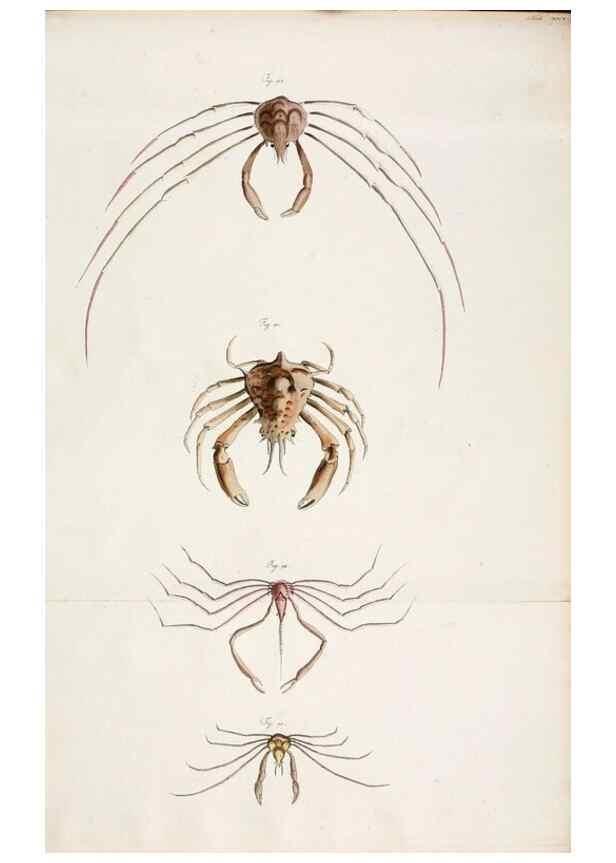 Reproducción/Reproduction 49533539608: Versuch einer Naturgeschichte der Krabben und Krebse :. Berlin ;Bei Gottlieb August Lange,1782-1804.. 
