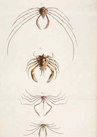 Reproducción/Reproduction 49533539608: Versuch einer Naturgeschichte der Krabben und Krebse :. Berlin ;Bei Gottlieb August Lange,1782-1804.. 
