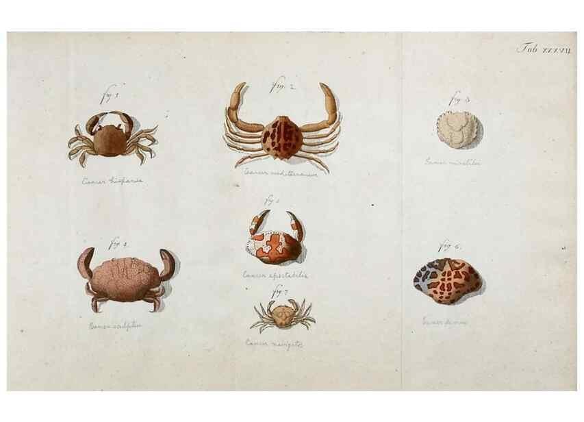 Reproducción/Reproduction 49533903048: Versuch einer Naturgeschichte der Krabben und Krebse :. Berlin ;Bei Gottlieb August Lange,1782-1804.. 