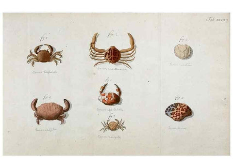 Reproducción/Reproduction 49533903048: Versuch einer Naturgeschichte der Krabben und Krebse :. Berlin ;Bei Gottlieb August Lange,1782-1804.. 