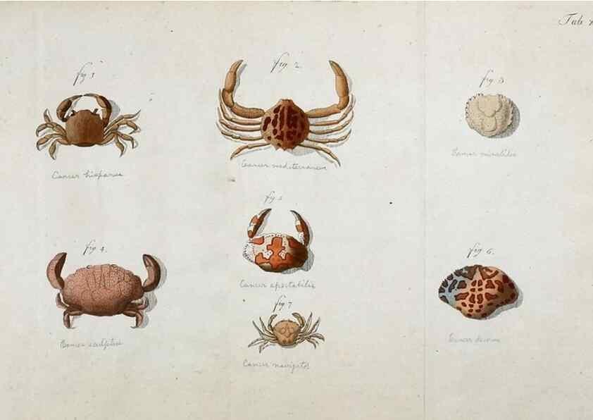 Reproducción/Reproduction 49533903048: Versuch einer Naturgeschichte der Krabben und Krebse :. Berlin ;Bei Gottlieb August Lange,1782-1804.. 