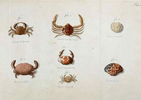 Reproducción/Reproduction 49533903048: Versuch einer Naturgeschichte der Krabben und Krebse :. Berlin ;Bei Gottlieb August Lange,1782-1804.. 