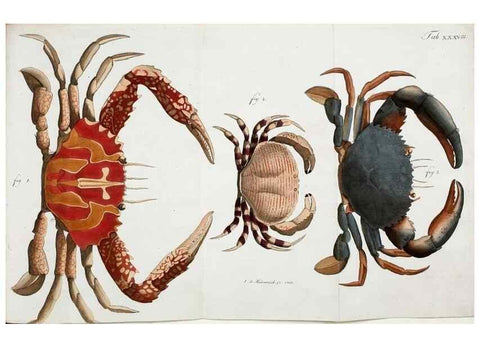 Reproducción/Reproduction 49533903288: Versuch einer Naturgeschichte der Krabben und Krebse :. Berlin ;Bei Gottlieb August Lange,1782-1804.. 