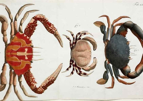 Reproducción/Reproduction 49533903288: Versuch einer Naturgeschichte der Krabben und Krebse :. Berlin ;Bei Gottlieb August Lange,1782-1804.. 