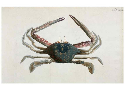 Reproducción/Reproduction 49534626762: Versuch einer Naturgeschichte der Krabben und Krebse :. Berlin ;Bei Gottlieb August Lange,1782-1804.. 