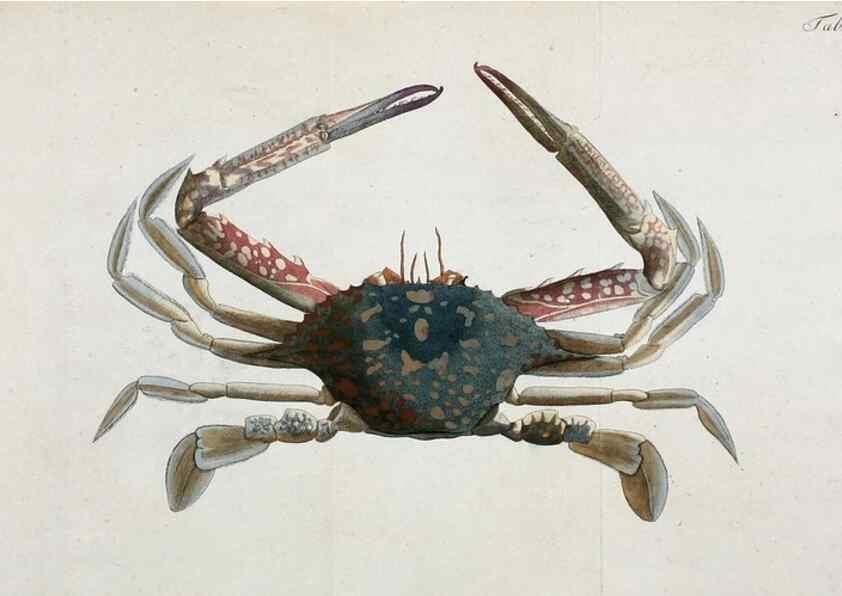 Reproducción/Reproduction 49534626762: Versuch einer Naturgeschichte der Krabben und Krebse :. Berlin ;Bei Gottlieb August Lange,1782-1804.. 