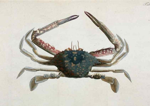 Reproducción/Reproduction 49534626762: Versuch einer Naturgeschichte der Krabben und Krebse :. Berlin ;Bei Gottlieb August Lange,1782-1804.. 