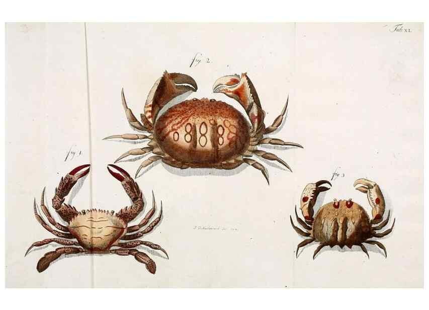 Reproducción/Reproduction 49534398346: Versuch einer Naturgeschichte der Krabben und Krebse :. Berlin ;Bei Gottlieb August Lange,1782-1804.. 