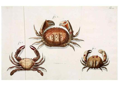 Reproducción/Reproduction 49534398346: Versuch einer Naturgeschichte der Krabben und Krebse :. Berlin ;Bei Gottlieb August Lange,1782-1804.. 