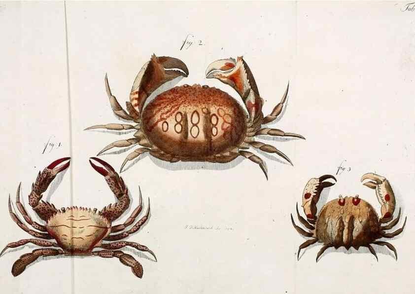 Reproducción/Reproduction 49534398346: Versuch einer Naturgeschichte der Krabben und Krebse :. Berlin ;Bei Gottlieb August Lange,1782-1804.. 