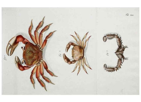 Reproducción/Reproduction 49533904043: Versuch einer Naturgeschichte der Krabben und Krebse :. Berlin ;Bei Gottlieb August Lange,1782-1804.. 