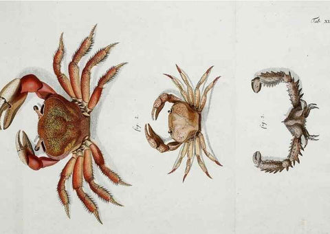 Reproducción/Reproduction 49533904043: Versuch einer Naturgeschichte der Krabben und Krebse :. Berlin ;Bei Gottlieb August Lange,1782-1804.. 