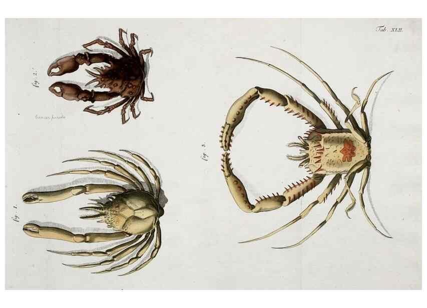 Reproducción/Reproduction 49533904238: Versuch einer Naturgeschichte der Krabben und Krebse :. Berlin ;Bei Gottlieb August Lange,1782-1804.. 