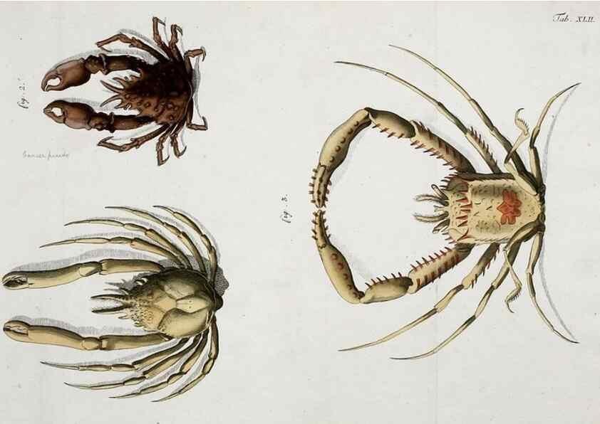 Reproducción/Reproduction 49533904238: Versuch einer Naturgeschichte der Krabben und Krebse :. Berlin ;Bei Gottlieb August Lange,1782-1804.. 