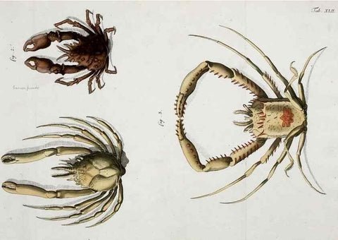 Reproducción/Reproduction 49533904238: Versuch einer Naturgeschichte der Krabben und Krebse :. Berlin ;Bei Gottlieb August Lange,1782-1804.. 