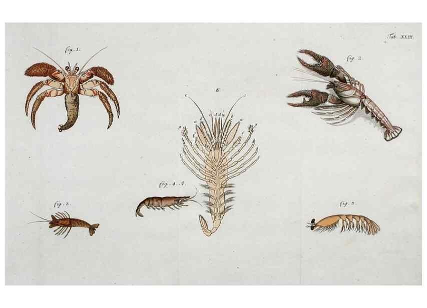 Reproducción/Reproduction 49534627702: Versuch einer Naturgeschichte der Krabben und Krebse :. Berlin ;Bei Gottlieb August Lange,1782-1804.. 