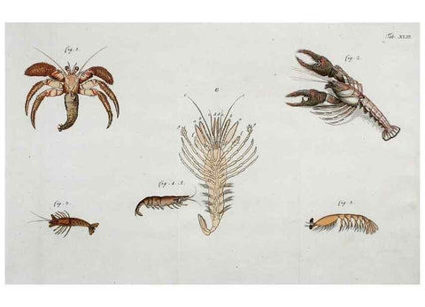 Reproducción/Reproduction 49534627702: Versuch einer Naturgeschichte der Krabben und Krebse :. Berlin ;Bei Gottlieb August Lange,1782-1804.. 