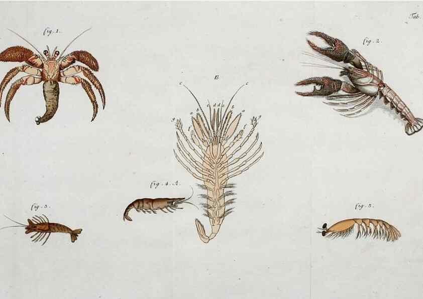 Reproducción/Reproduction 49534627702: Versuch einer Naturgeschichte der Krabben und Krebse :. Berlin ;Bei Gottlieb August Lange,1782-1804.. 